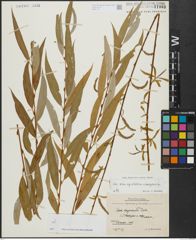 Foto von Salix alba subsp. vitellina (L.) Arcang. x Salix babylonica L.